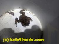 /home//u458753944/public_html/sourcegallery//////Roxborough Toad Detour/2024/2024-02-28/P2281321.JPG